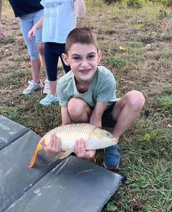 Common Carp