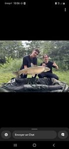 Grass Carp