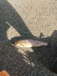 Brown Trout