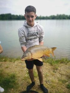 Mirror Carp