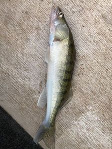 Zander