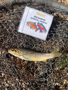 Brown Trout