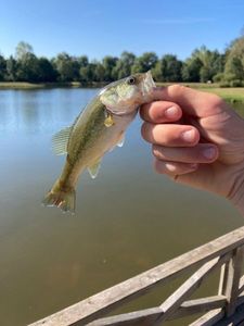 Largemouth Bass