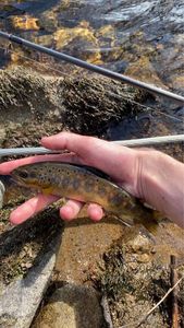Brown Trout