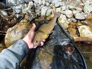 Grayling