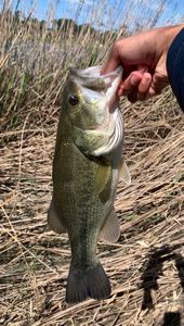 Largemouth Bass