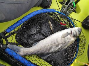 European Bass (Seabass)