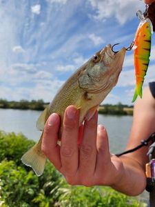 Smallmouth Bass