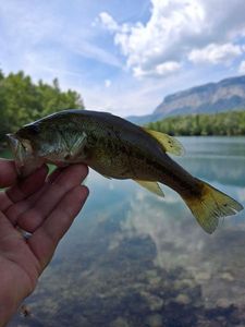 Largemouth Bass