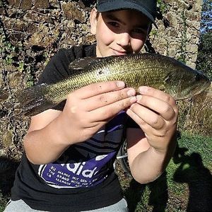 Largemouth Bass