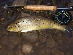 Brown Trout