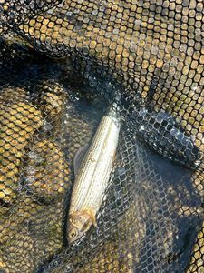 Grayling