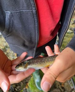 Brown Trout