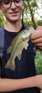 Largemouth Bass