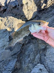European Bass (Seabass)