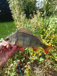 European Perch