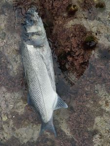 European Bass (Seabass)