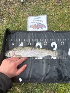 Rainbow Trout