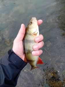 European Perch