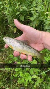 Brown Trout