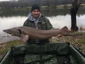 Sturgeon