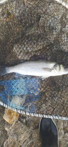 European Bass (Seabass)