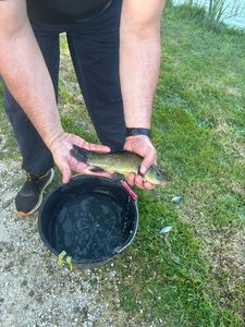Tench