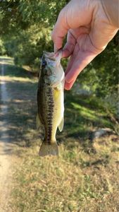 Largemouth Bass