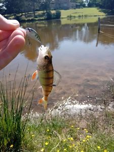 European Perch
