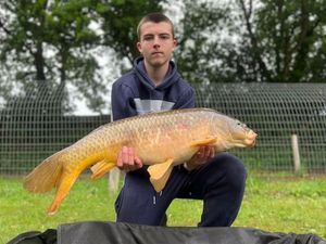 Common Carp