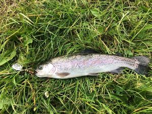 Rainbow Trout