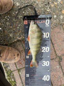 European Perch