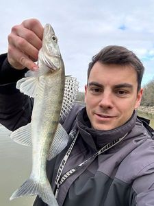 Zander
