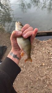 European Perch