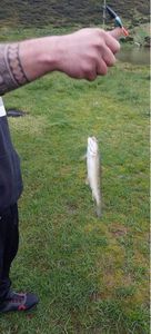 Rainbow Trout