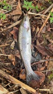 Rainbow Trout