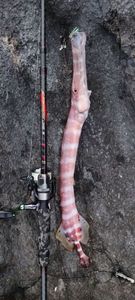 Trumpetfish