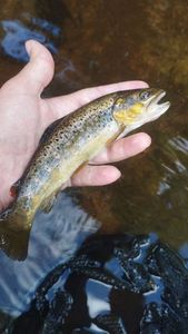 Brown Trout