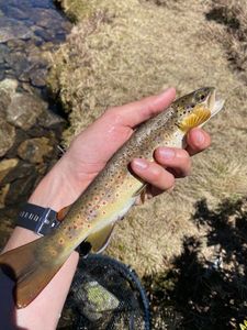 Brown Trout