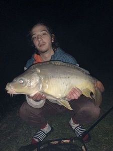 Mirror Carp