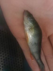 European Perch