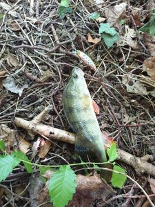 European Perch