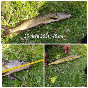 Northern Pike