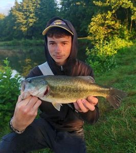 Largemouth Bass