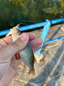 European Perch