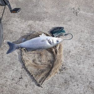 European Bass (Seabass)