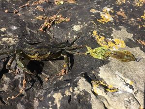 Common Shore Crab (Green Crab)