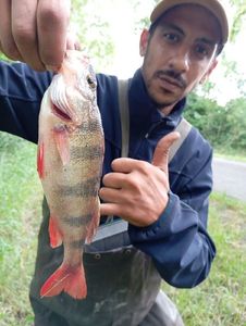 European Perch