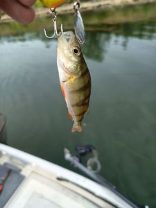 European Perch