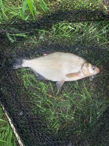 Common Bream
